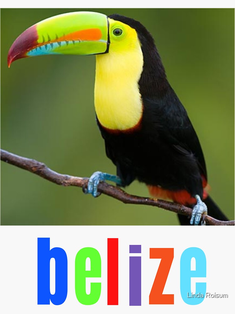 Belize Kill Billed Toucan Sticker By Jouvayts Redbubble