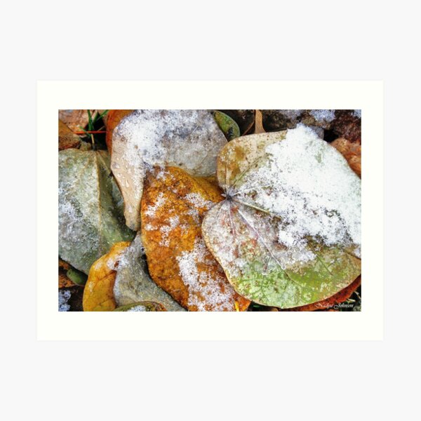 Frosted Art Print