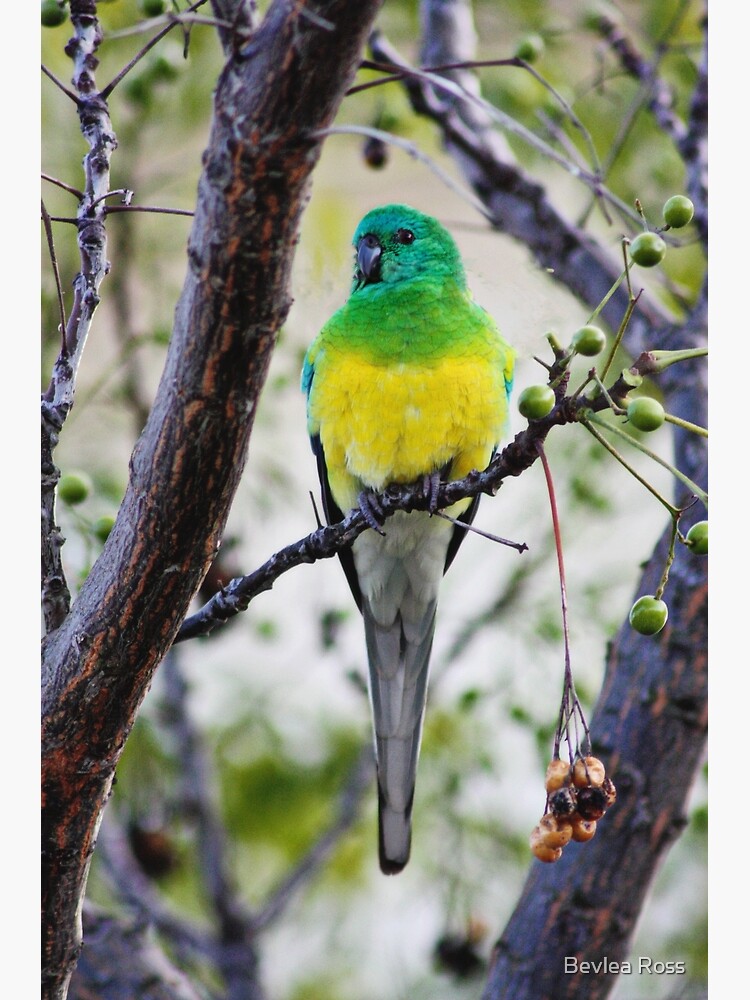 Red Rump Parrot