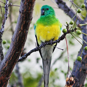 Artwork thumbnail, Red Rump Parrot by Bevlea Ross