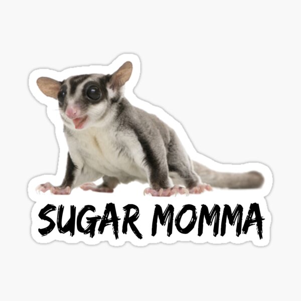 Sugar Glider - Sugar Momma Sticker