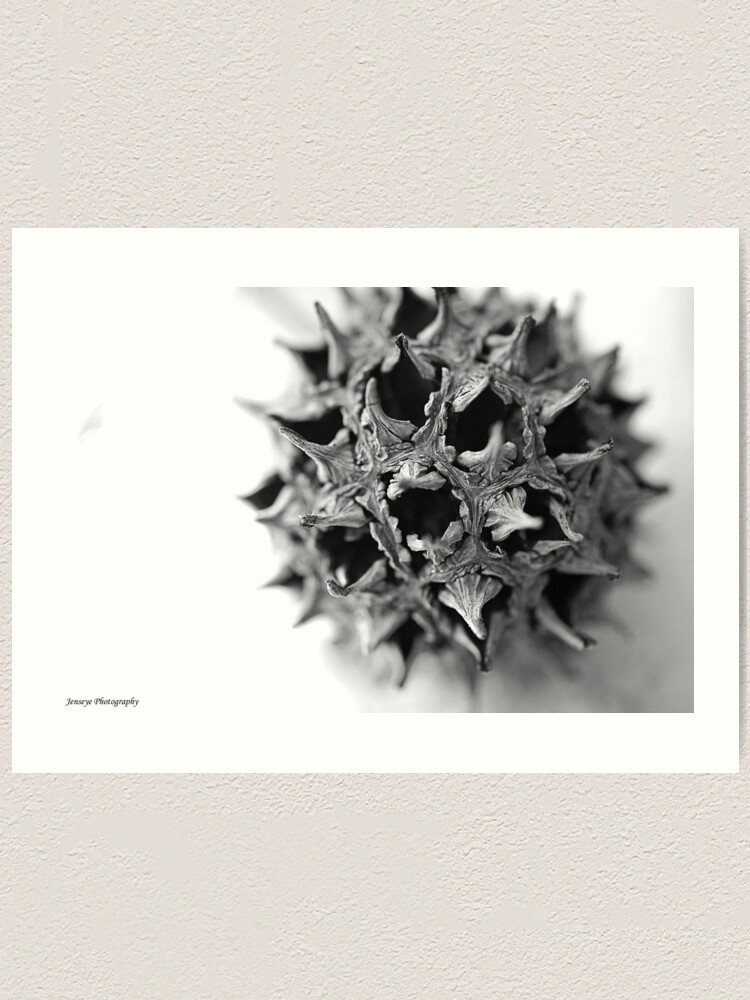 Alternate view of Sweet Gum Ball Art Print