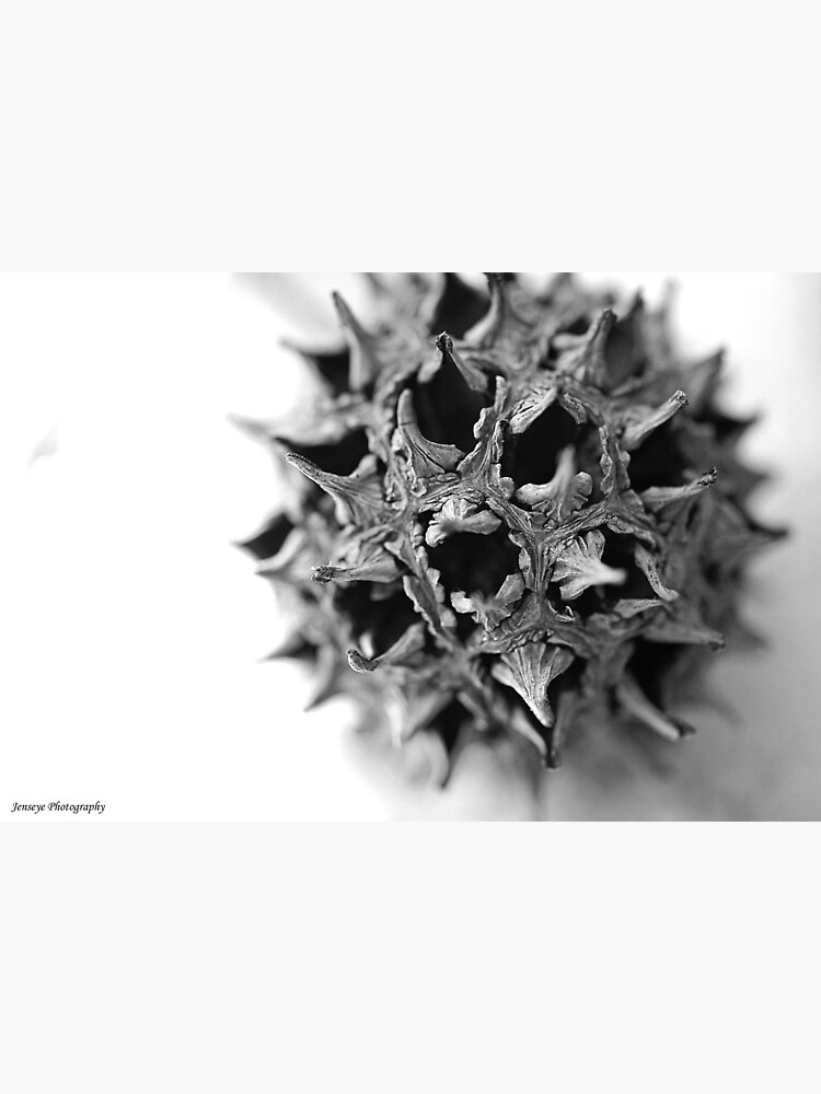 Sweet Gum Ball by jenseye