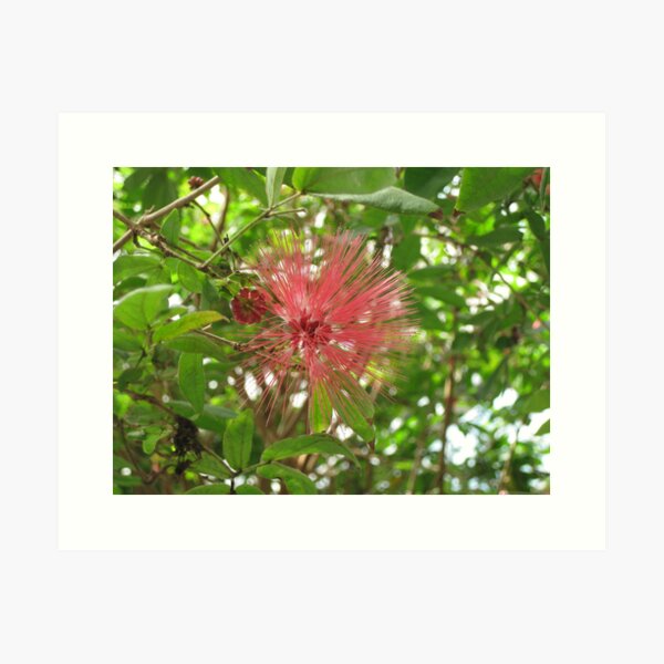 Pink Puffy Flower Art Print