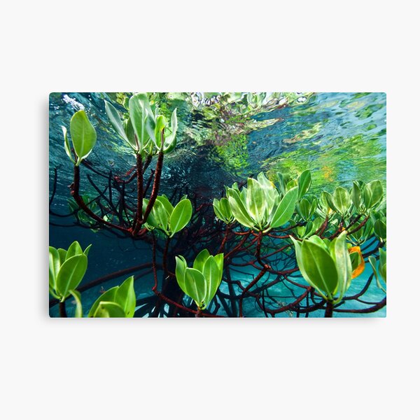 Leafy reflections Canvas Print