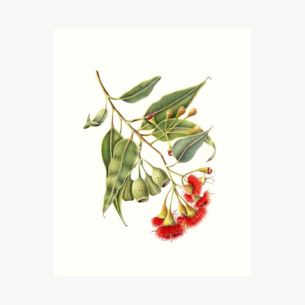 Item preview, Corymbia ficifolia - Red Flowering Gum designed and sold by Jacqueline Pemberton.