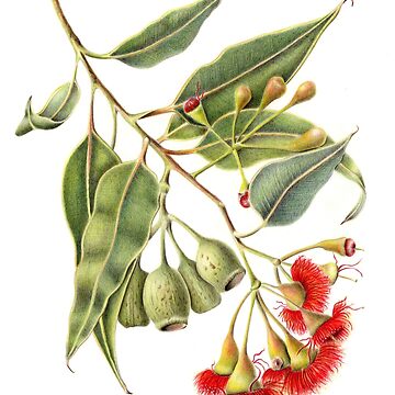 Artwork thumbnail, Corymbia ficifolia - Red Flowering Gum by Jacqueline Pemberton