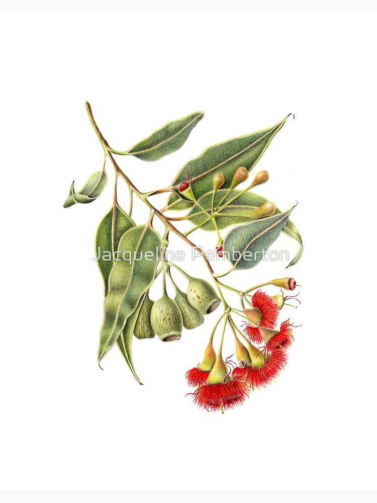 Corymbia ficifolia - Red Flowering Gum | Art Board Print