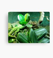 Reptile Canvas Print
