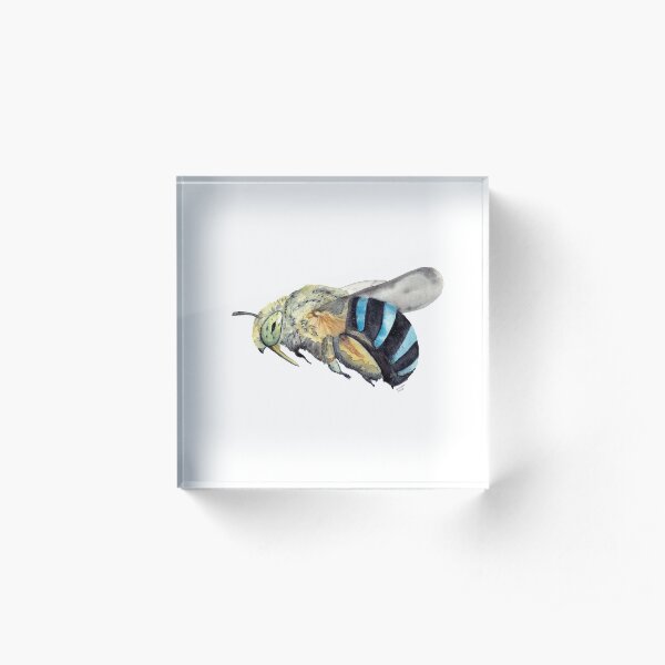 Australian Blue-Banded Bee Acrylic Block