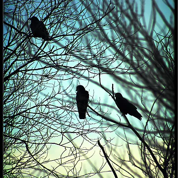Vorschaubild zum Design Tree Birds von Rdestruction