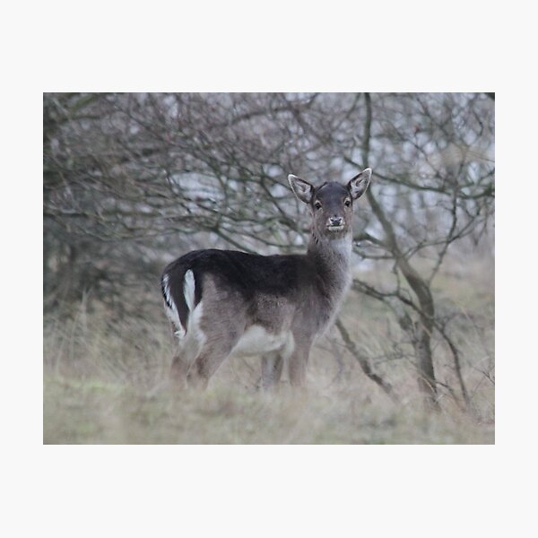 Item preview, Fallow deer - 23 jan no2 designed and sold by DutchLumix.