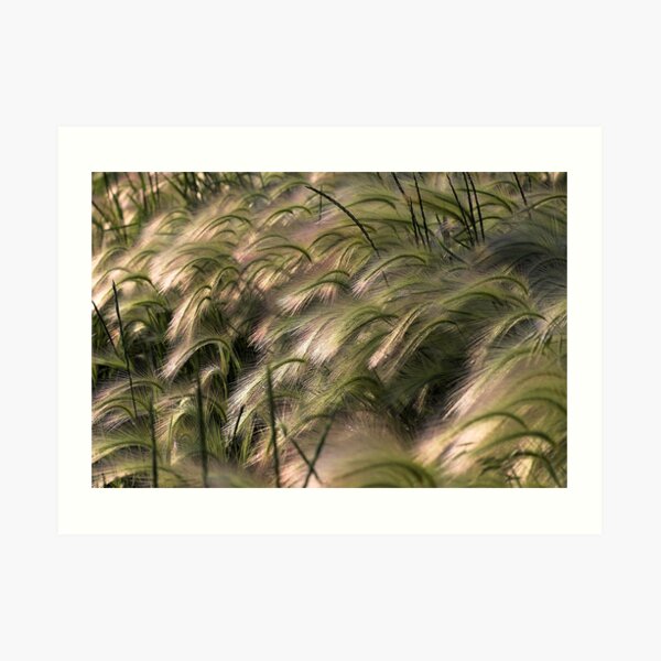 Foxtail Art Print