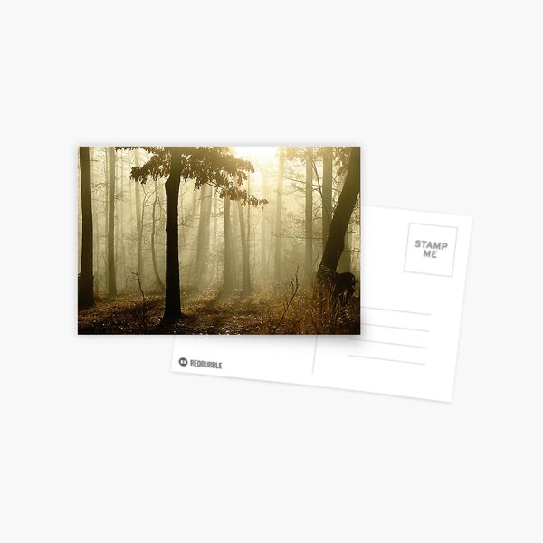 Golden Foggy Forest Postcard