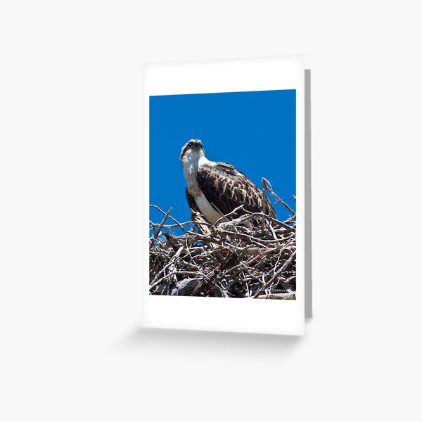 Lookout Greeting Card