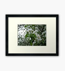 Blossoms Framed Print