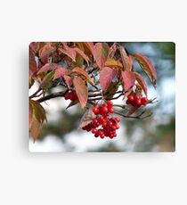 Brilliant Canvas Print