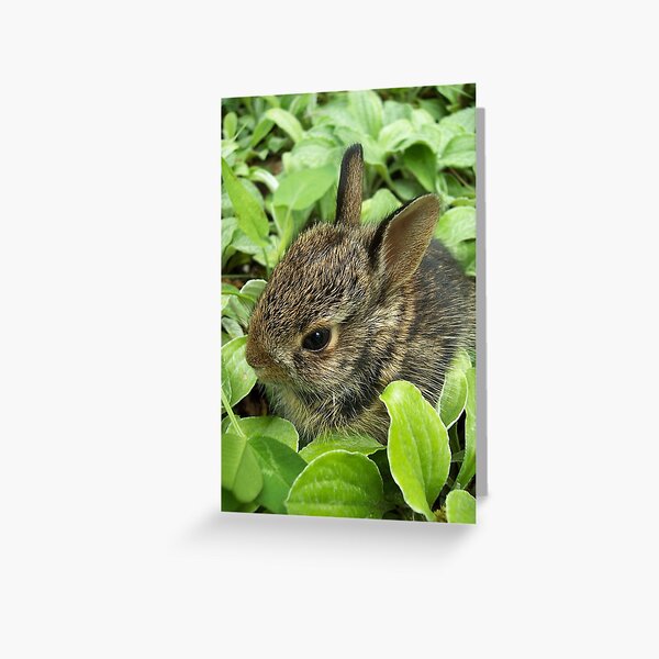 Item preview, Sweet Baby Rabbit designed and sold by NatureGreeting Cards ©ccwri.
