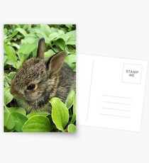 Sweet Baby Rabbit Postkarten