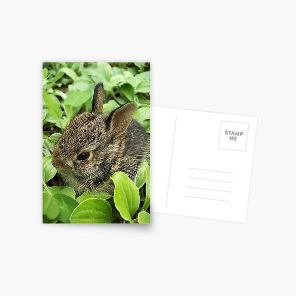 Sweet Baby Rabbit Postcard