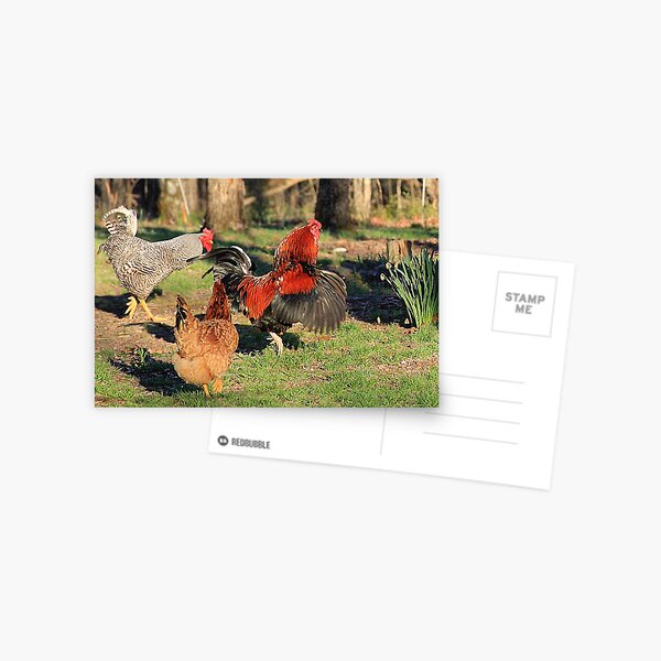 Do'en The Funky Chicken Postcard
