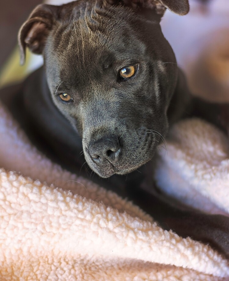 mini english staffy