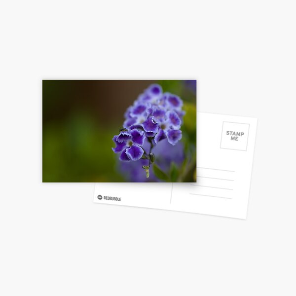 little critter Postcard