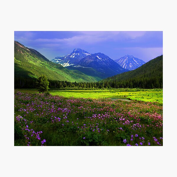 Christmas Meadows Photographic Print
