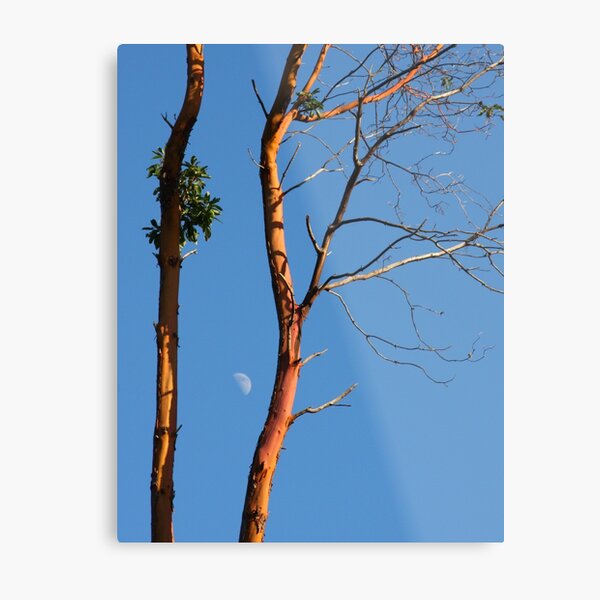 Item preview, holding the afternoon moon designed and sold by Terrill Welch.