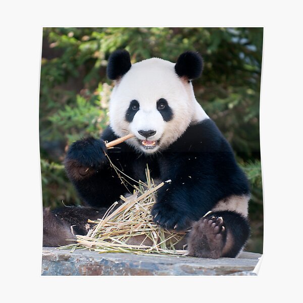 Giant Panda - Funi Poster