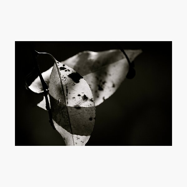 Leaves in Light & Shadow Photographic Print