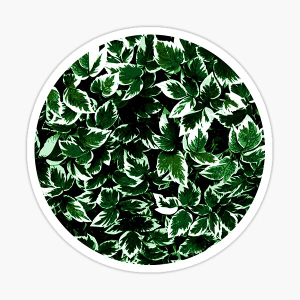 Bishops Weed Circle Sticker