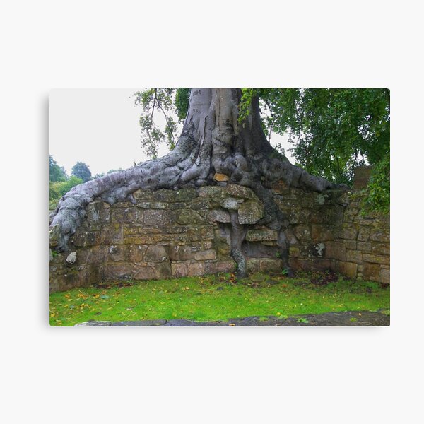 Treewall Canvas Print