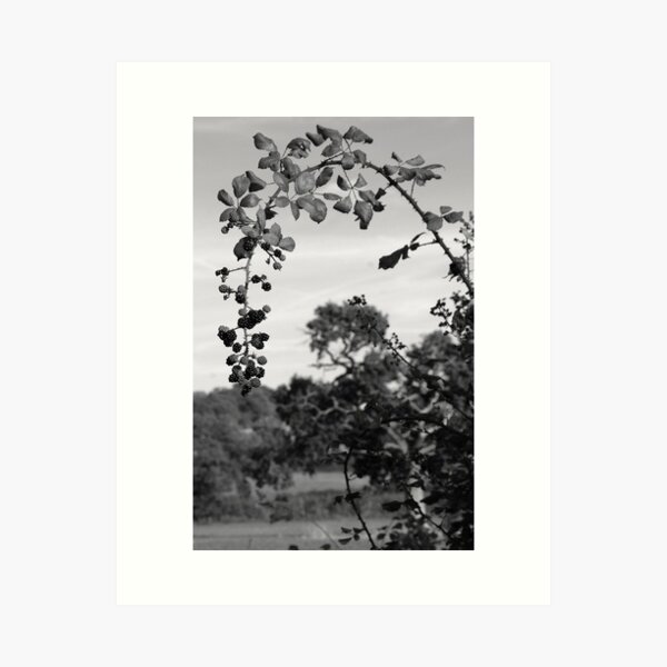 Bramble arch Art Print