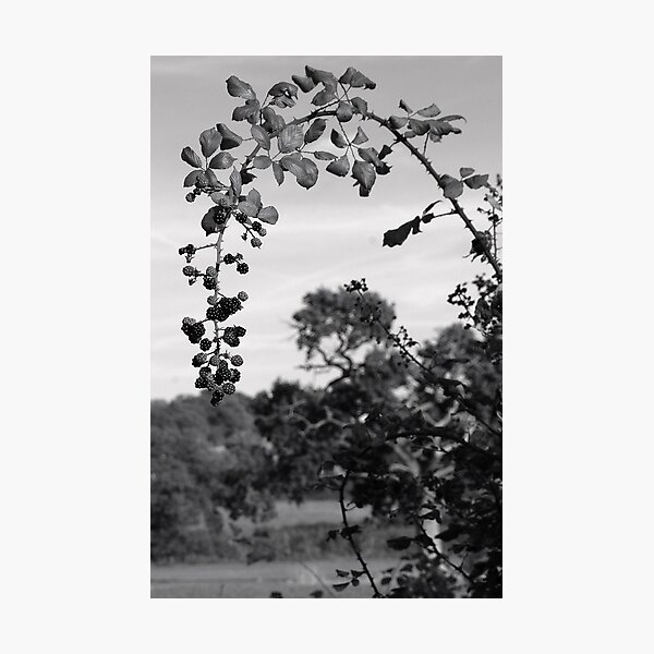 Bramble arch Photographic Print