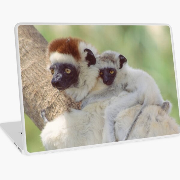 Beautiful baby sifaka Laptop Skin