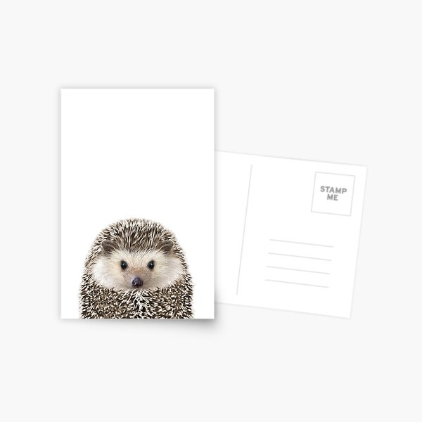 Igel-Porträt Postkarte