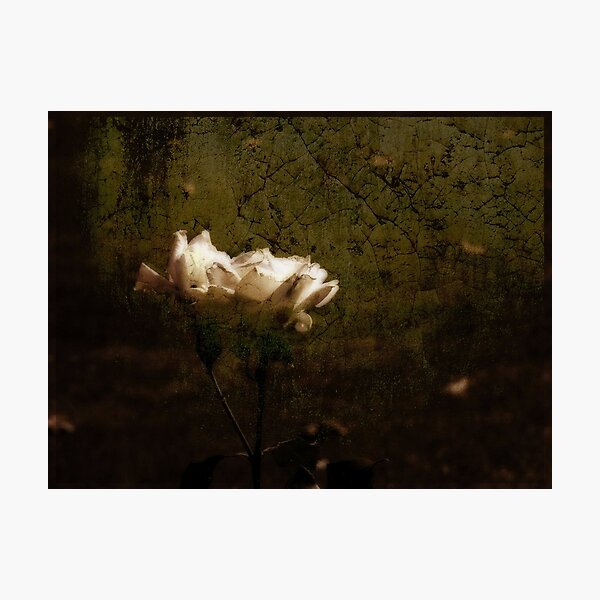 Timeless Photographic Print
