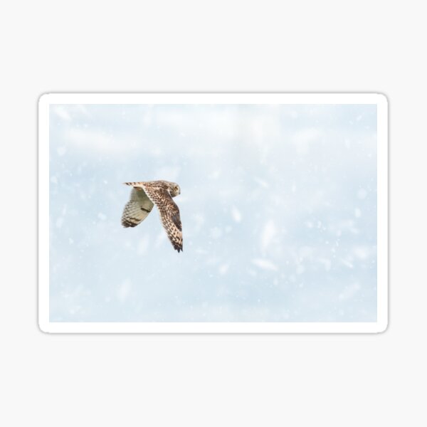Owl in the snow Sticker