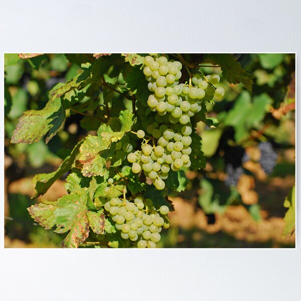 Artikelvorschau, Vineyard entworfen und verkauft von roumen.