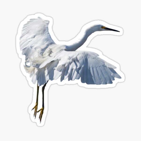 Item preview, Majestic Looking Snowy Egret designed and sold by Zina Stromberg.