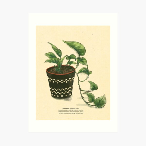 Golden Pothos Art Print