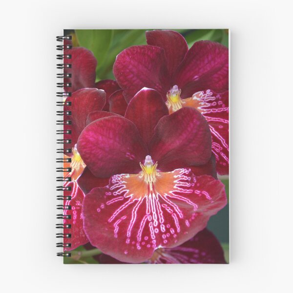 Item preview, Miltonia Miltoniopsis Orchid designed and sold by Schoensl.