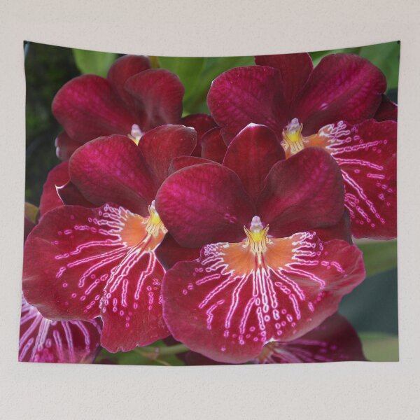 Item preview, Miltonia Miltoniopsis Orchid designed and sold by Schoensl.