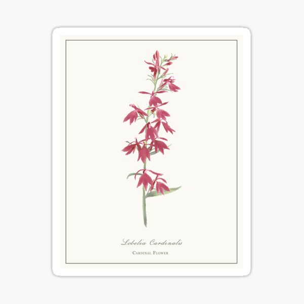 Item preview, Cardinal Flower Watercolour Botanical designed and sold by Geo Gia.