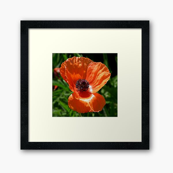 Poppy Framed Art Print