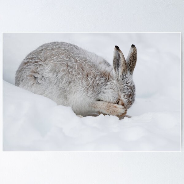 Item preview, The winter servivor designed and sold by chanonry.