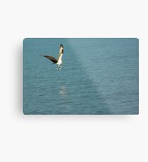 Successful Catch Metal Print