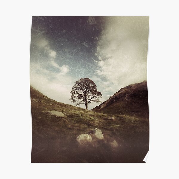 Sycamore Gap Poster