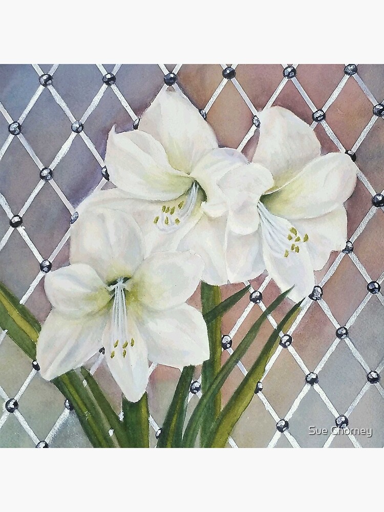 Lámina rígida «Hermosas flores blancas de amarilis» de suechorney |  Redbubble